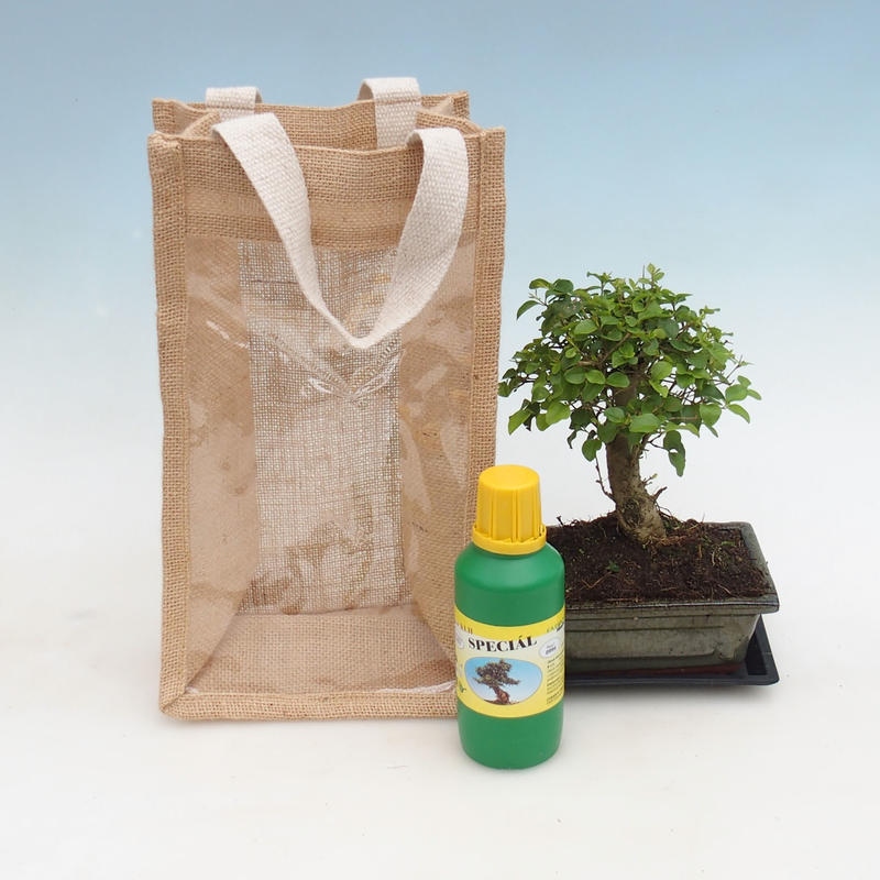Bonsai pokojowe w torbie prezentowej – JUTA  Ligustr – Ligustrum chinensis