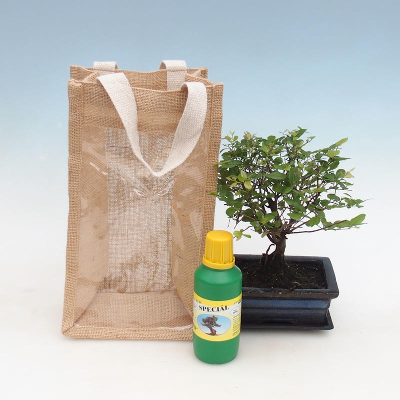 Bonsai pokojowe w torbie prezentowej - JUTA Sageretia thea