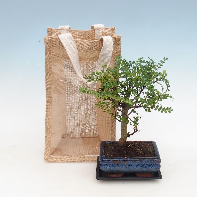 Bonsai pokojowe w torbie prezentowej – JUTA Zantoxylum piperitum – pieprzowiec 