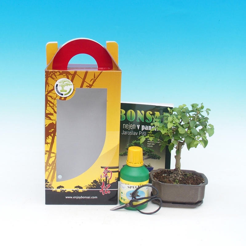 Bonsai pokojowe w pudełku upominkowym Ligustrum chinensiss - wiecznie zielony ptasi dziób