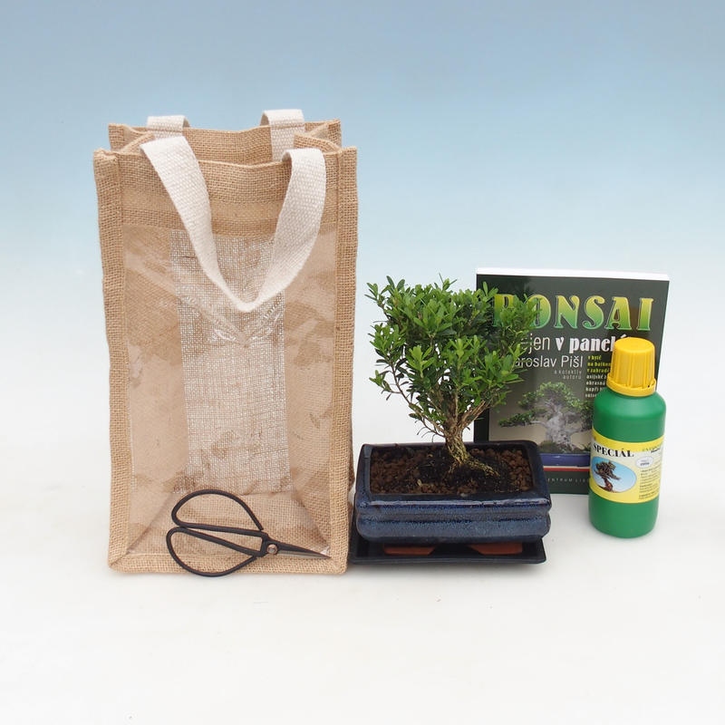Kryte bonsai w torbie prezentowej - JUTA Buxus harlandii-Cork buxus