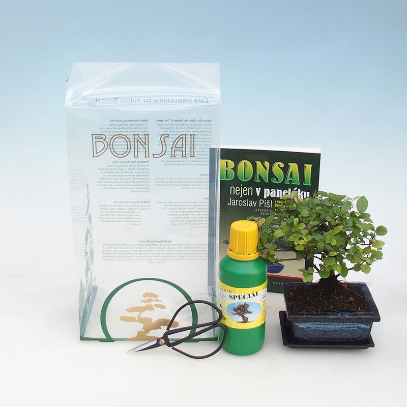 Room bonsai w pudełku upominkowym Sagaretie thea - herbata Sagaretie
