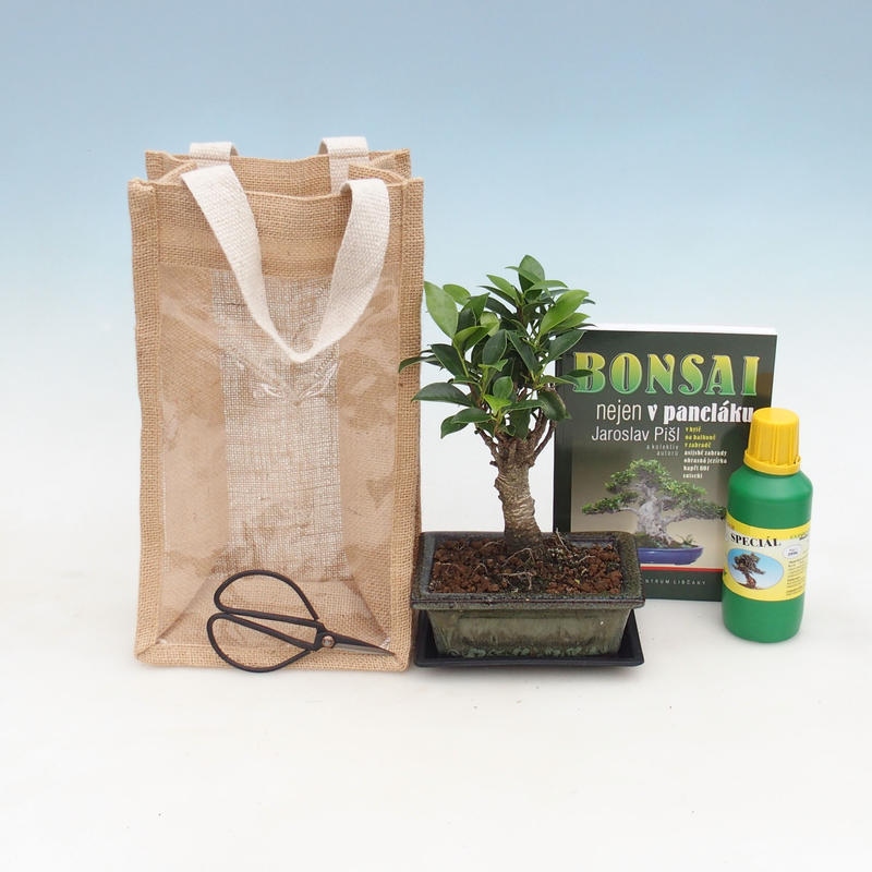 Bonsai pokojowe w torbie prezentowej - JUTA Ficus retusa