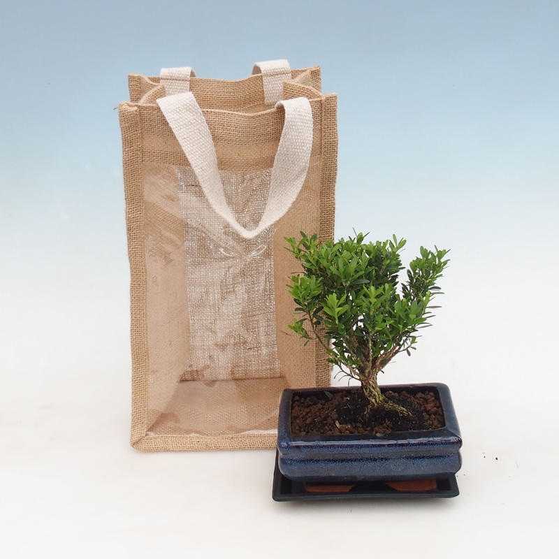 Kryte bonsai w torbie prezentowej - JUTA Buxus harlandii-Cork buxus