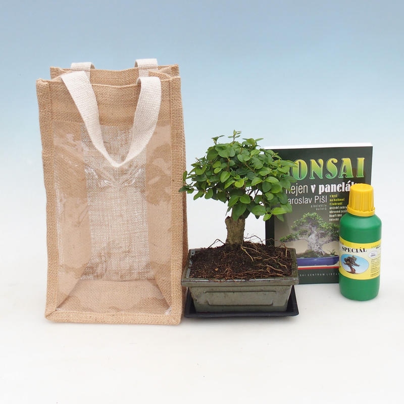 Bonsai pokojowe w torbie prezentowej – JUTA  Ligustr – Ligustrum chinensis