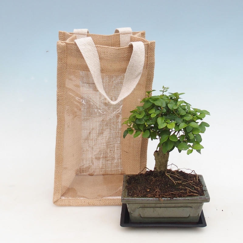 Bonsai pokojowe w torbie prezentowej – JUTA  Ligustrum chińskie – Ligustrum chinensis