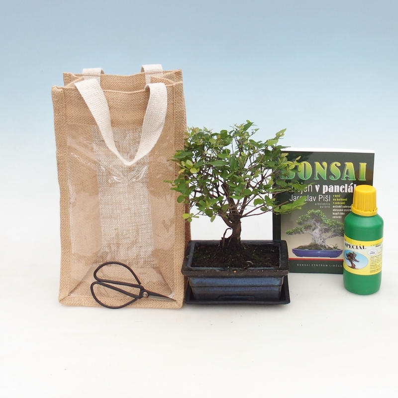 Bonsai pokojowe w torbie prezentowej - JUTA Sageretia thea