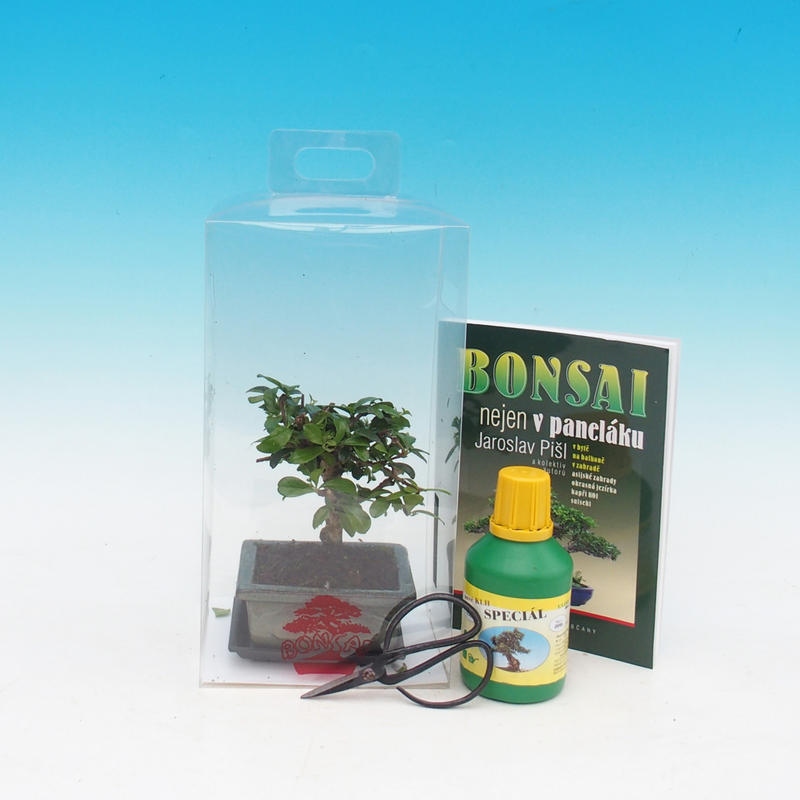 Bonsai pokojowe w pudełku upominkowym Carmona microphylla - Tea fuki