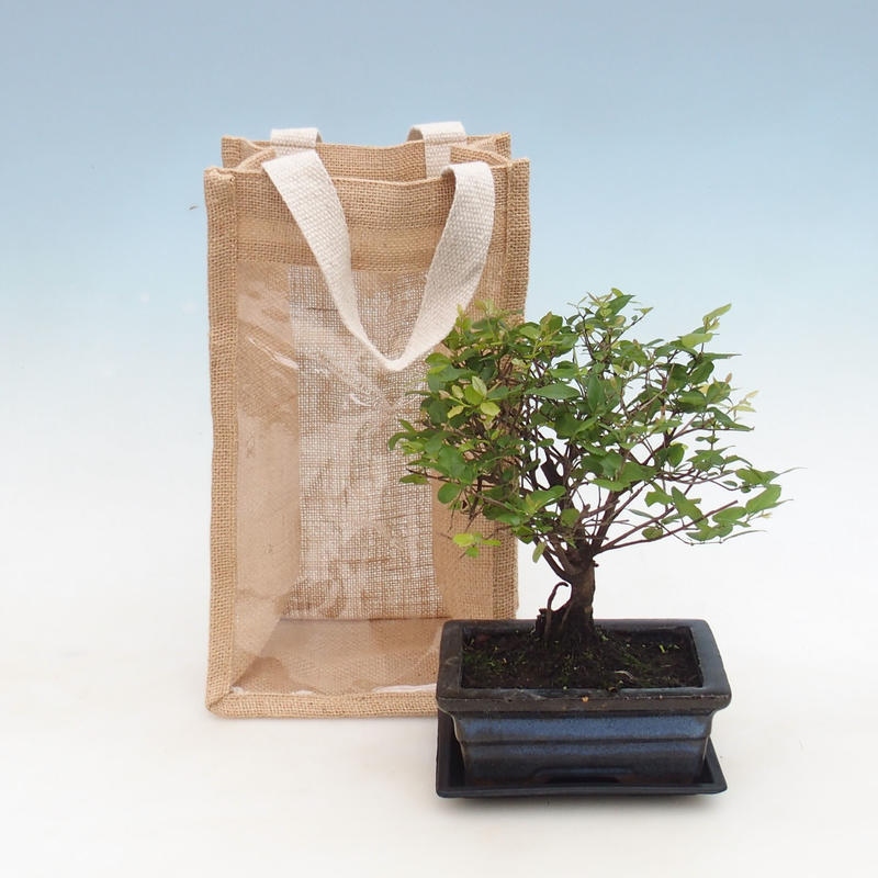 Bonsai pokojowe w torbie prezentowej - JUTA Sageretia thea