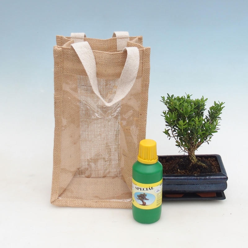 Kryte bonsai w torbie prezentowej - JUTA Buxus harlandii-Cork buxus
