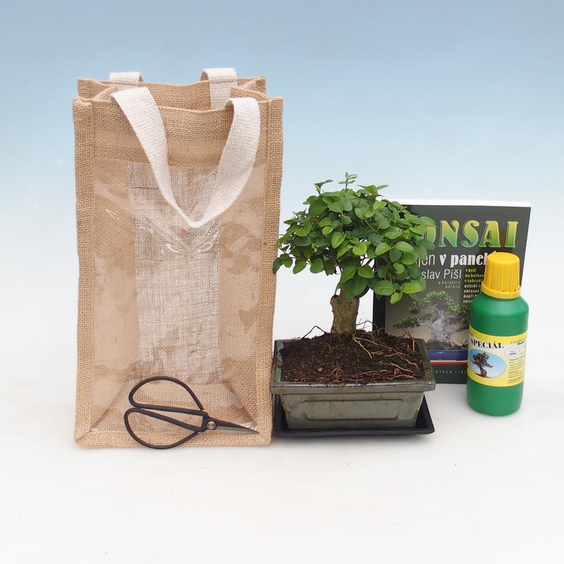 Bonsai pokojowe w torbie prezentowej – JUTA  Ligustrum chińskie – Ligustrum chinensis