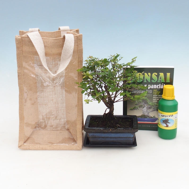 Bonsai pokojowe w torbie prezentowej - JUTA Sageretia thea