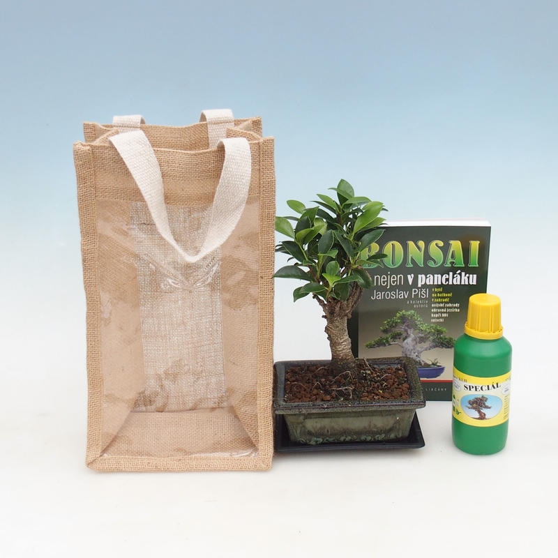 Bonsai pokojowe w torbie prezentowej - JUTA Ficus retusa