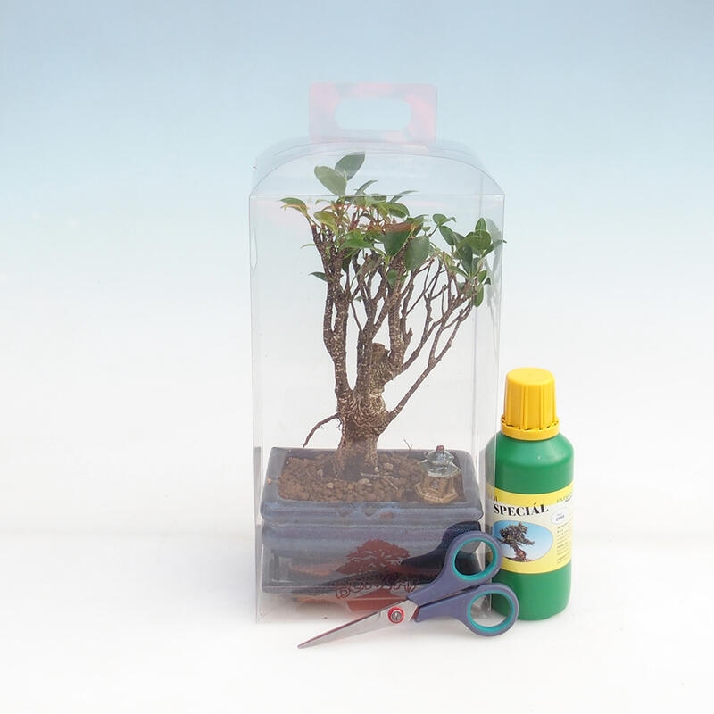 Bonsai do wnętrz w pudełku prezentowym dla chłopców - Ficus drobnolistny - Ficus retusa
