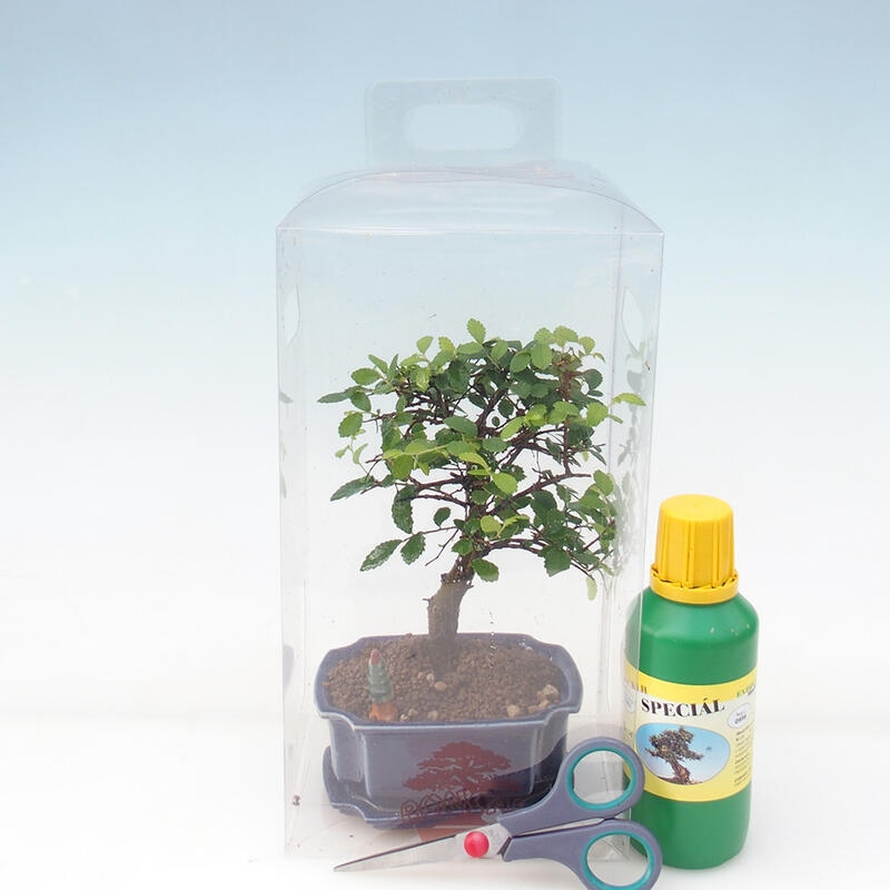 Bonsai do wnętrz w pudełku prezentowym dla chłopców - Wiąz wewnętrzny - Ulmus parvifolia