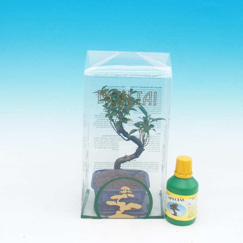 Bonsai pokojowe w pudełku upominkowym Ficus retusa - Figowiec drobnolistny