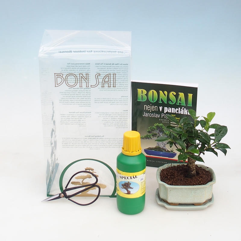 Pokój bonsai w pudełku upominkowym Ficus retusa - figowiec drobnolistny