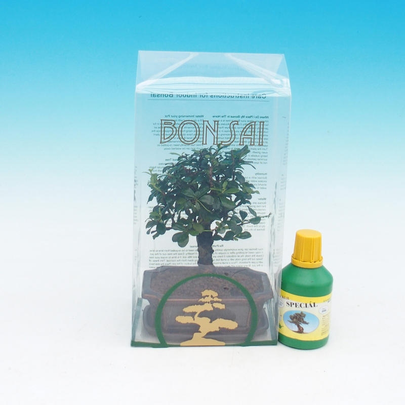 Bonsai pokojowe w pudełku upominkowym Carmona macrophylla - Tea fuki