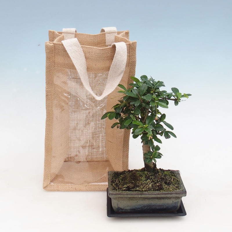 Bonsai pokojowe w torbie prezentowej - JUTA Carmona-tea fuki