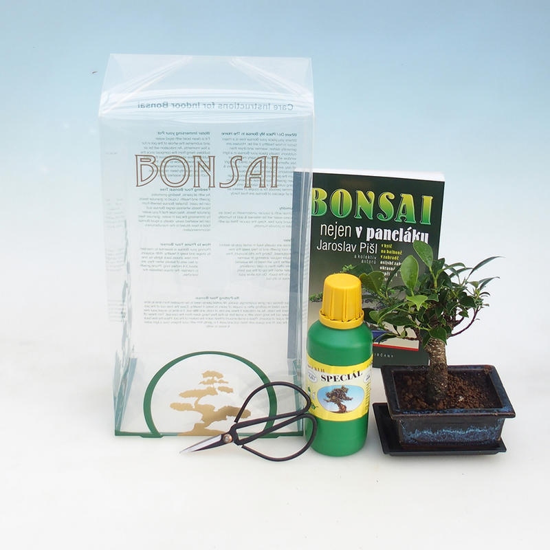 Pokój bonsai w pudełku upominkowym Ficus retusa - figowiec drobnolistny