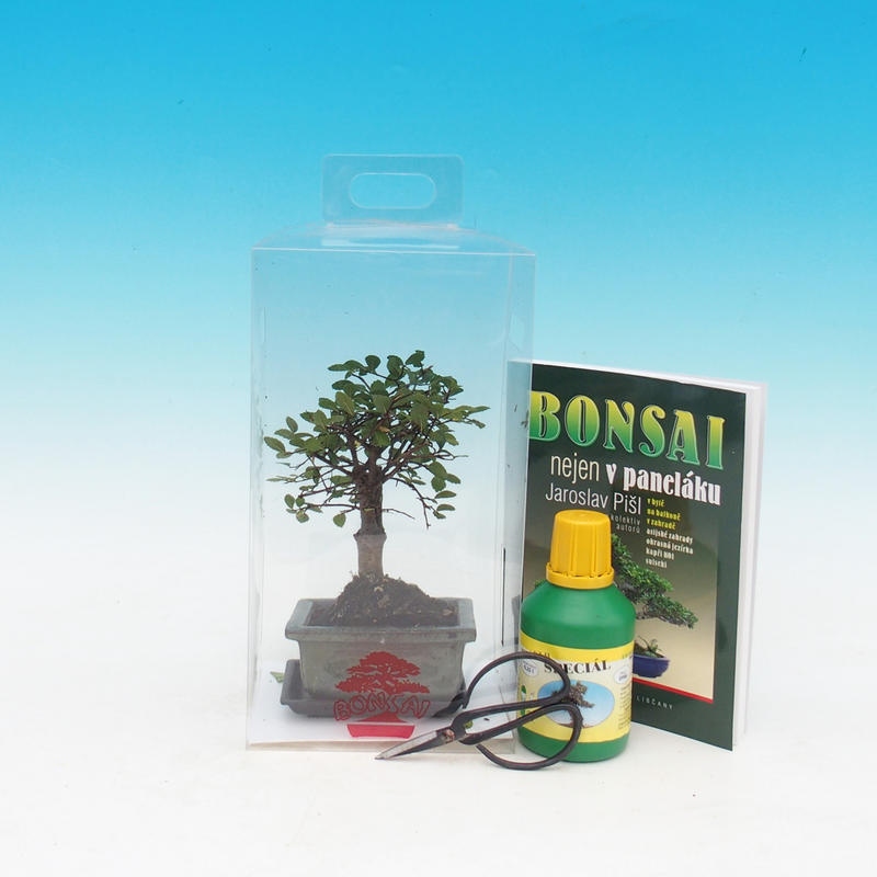 bonsai pokoju w pudełku