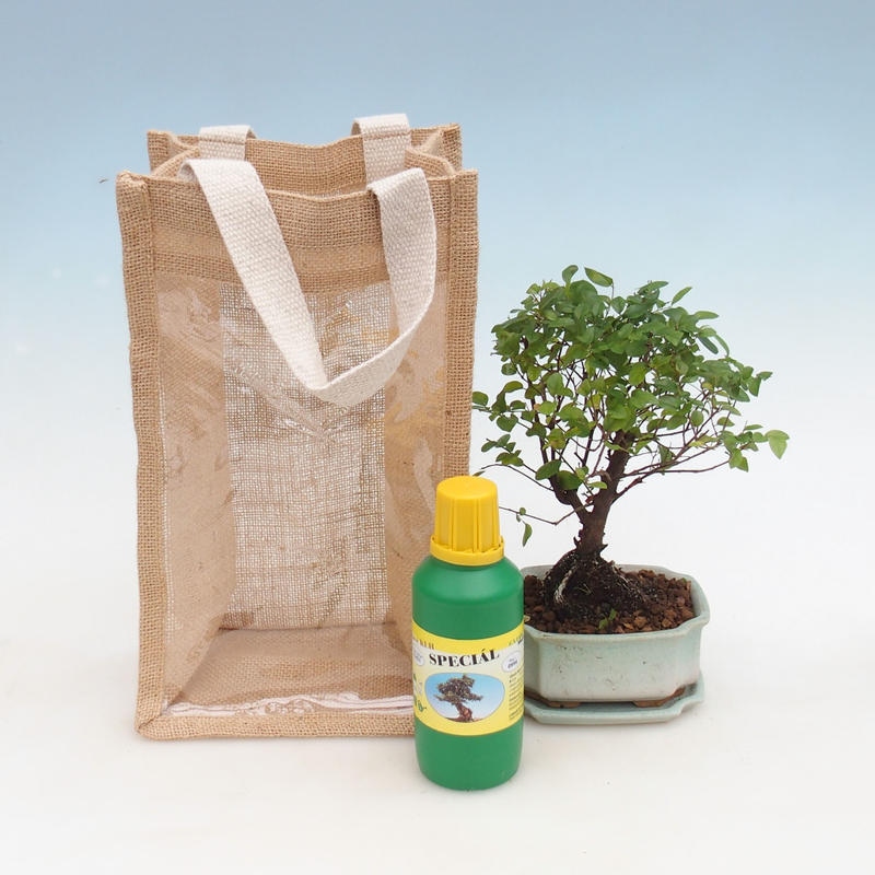Bonsai pokojowe w torbie prezentowej - JUTA Sageretia thea