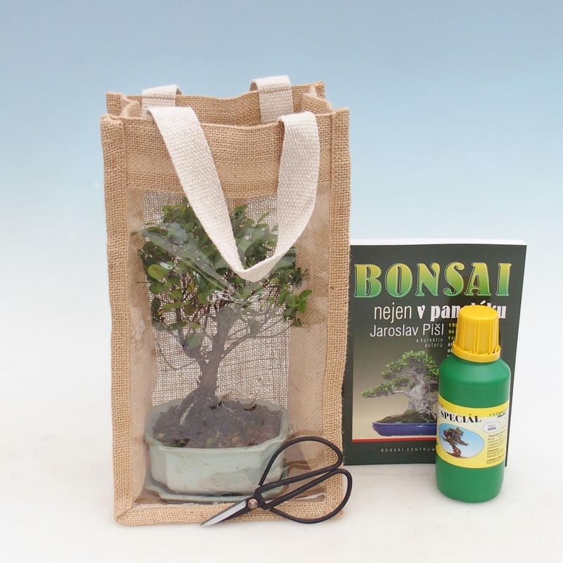 Bonsai pokojowe w woreczku prezentowym - JUTA