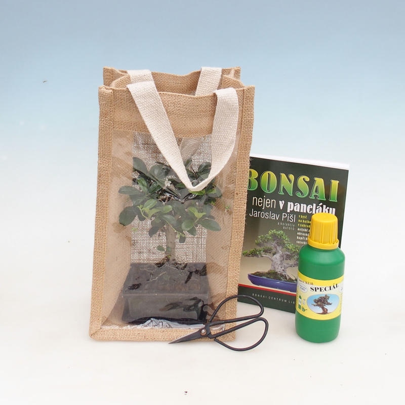 Bonsai pokojowe w woreczku prezentowym - JUTA