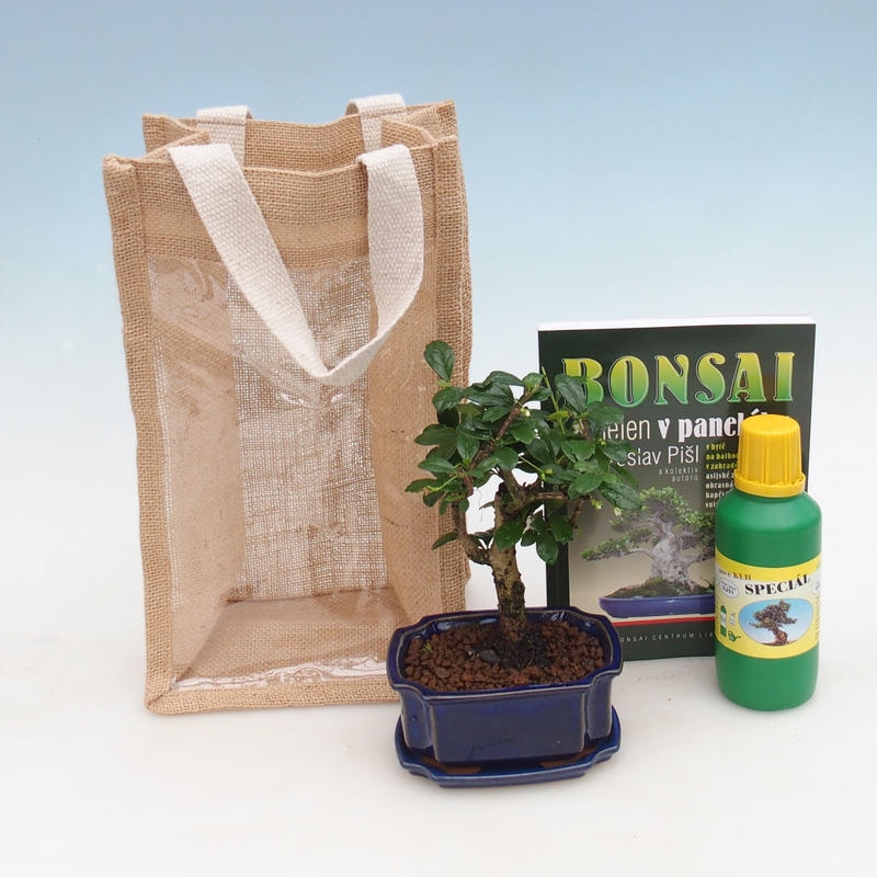 Bonsai pokojowe w torbie prezentowej - JUTA Carmona-tea fuki