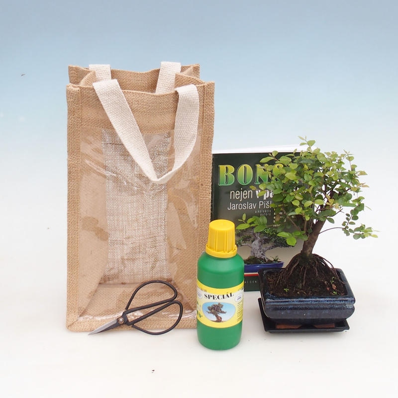 Bonsai pokojowe w torbie prezentowej - JUTA Sageretia thea