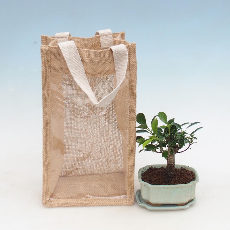 Bonsai pokojowe w torbie prezentowej - JUTA Ficus retusa