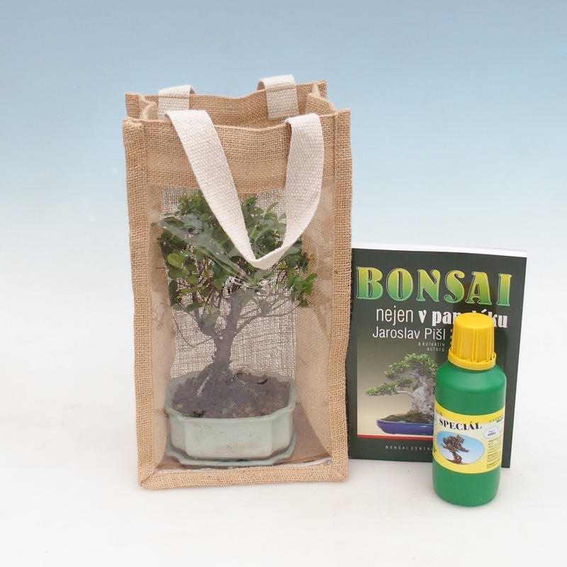 Bonsai pokojowe w woreczku prezentowym - JUTA