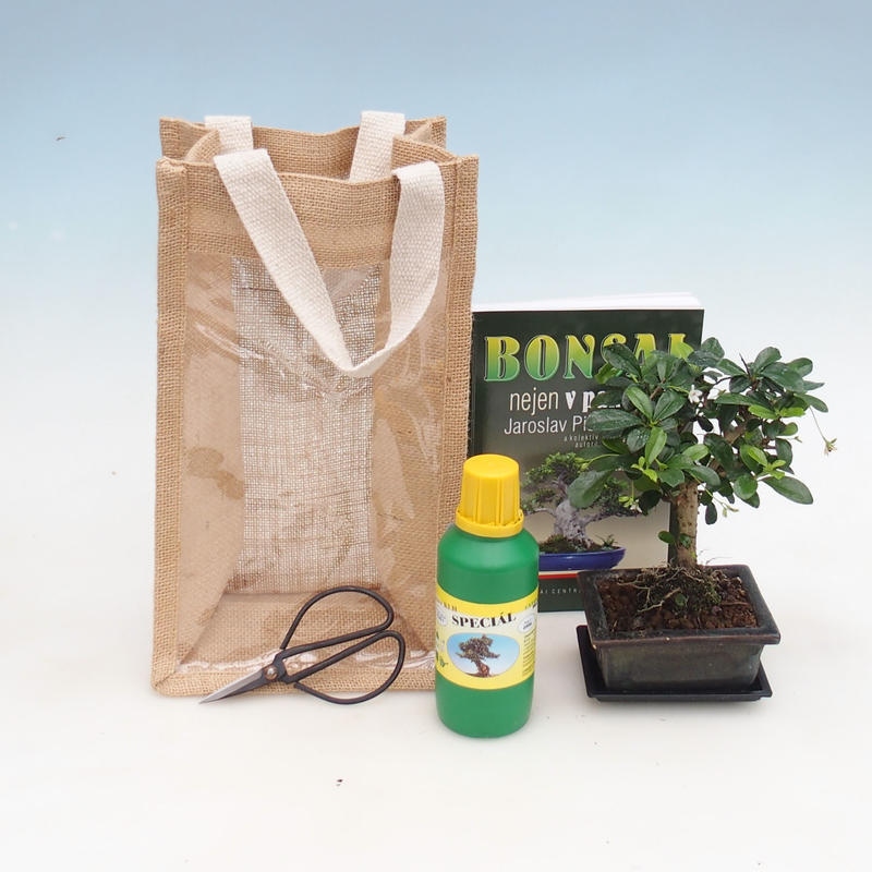 Bonsai pokojowe w torbie prezentowej – JUTA Carmona – herbata fuki