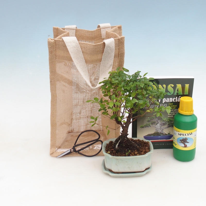 Bonsai pokojowe w torbie prezentowej - JUTA Sageretia thea