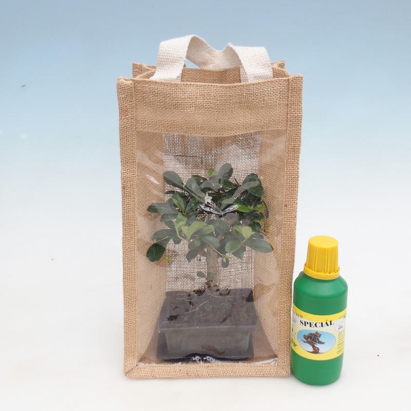 Bonsai pokojowe w woreczku prezentowym - JUTA