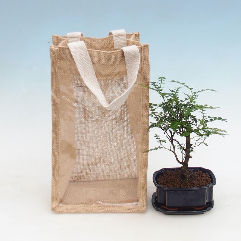 Bonsai pokojowe w torbie prezentowej – JUTA Zantoxylum piperitum – pieprzowiec 