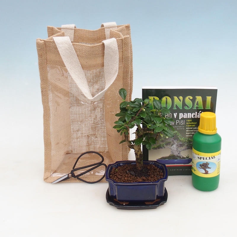 Bonsai pokojowe w torbie prezentowej - JUTA Carmona-tea fuki
