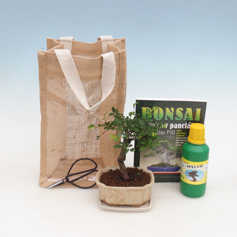 Bonsai pokojowe w torbie prezentowej - JUTA Ulmus parvifolia - wiąz pokojowy