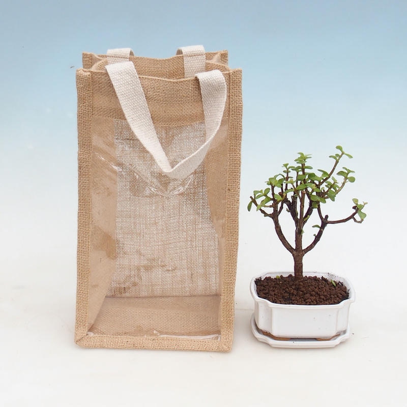 Bonsai pokojowe w torbie prezentowej – JUTA Portulakaria Afra – Grubosz