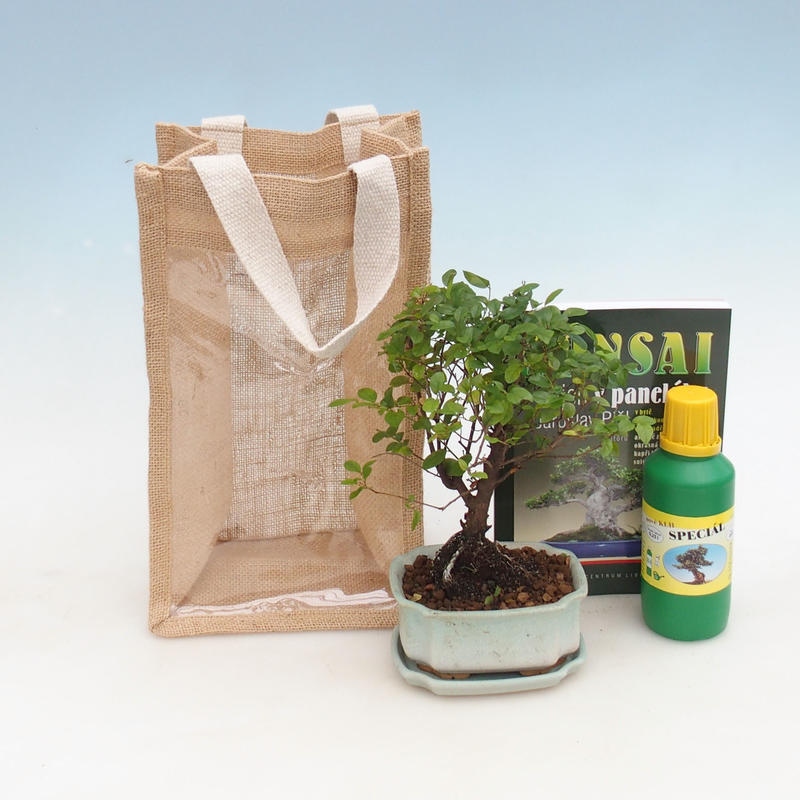 Bonsai pokojowe w torbie prezentowej - JUTA Sageretia thea