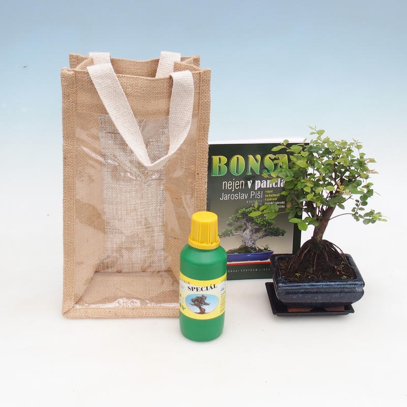 Bonsai pokojowe w torbie prezentowej - JUTA Sageretia thea