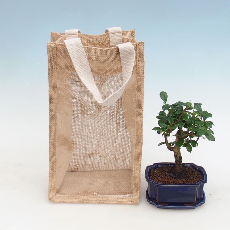 Bonsai pokojowe w torbie prezentowej - JUTA Carmona-tea fuki