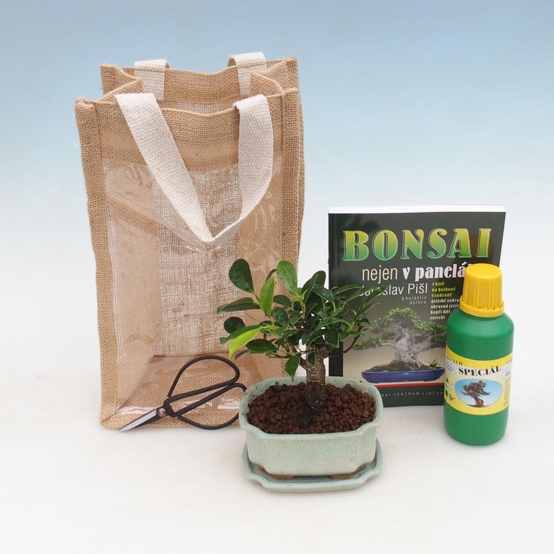 Bonsai pokojowe w woreczku prezentowym - JUTA