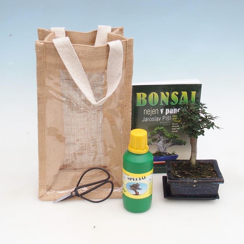 Bonsai pokojowe w torbie prezentowej - JUTA Ulmus parvifolia - wiąz pokojowy