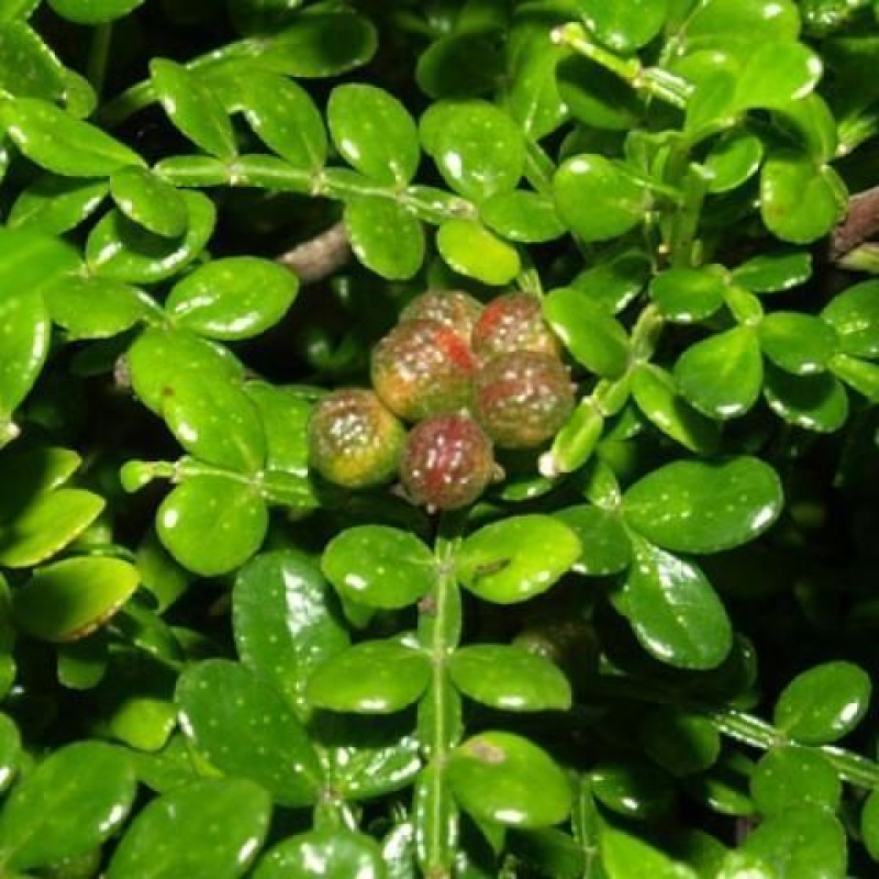 Kryty bonsai - Zantoxylum piperitum - Mięta pieprzowa