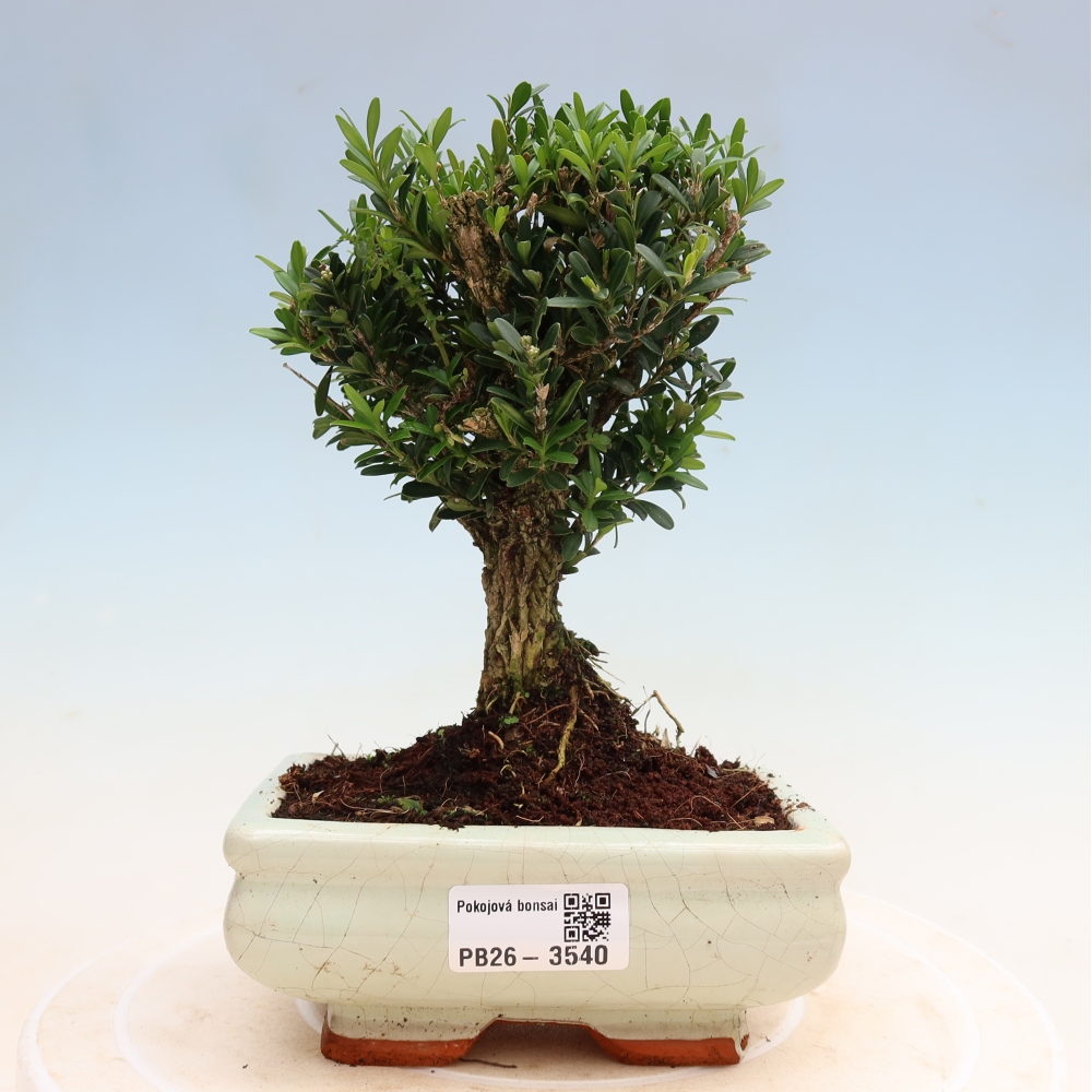 Pokój bonsai - Buxus harlandii - buxus korkowy