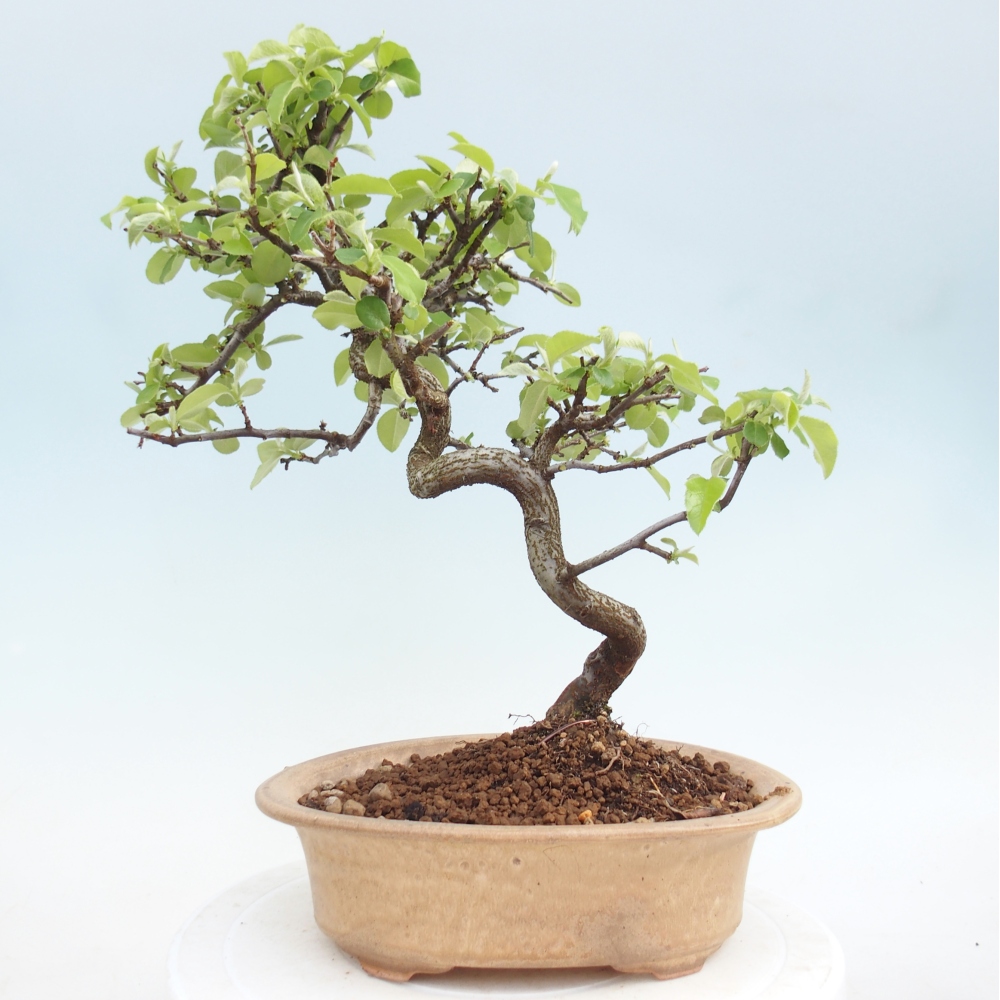 Bonsai zewnętrzne - Chaneomeles chinensis