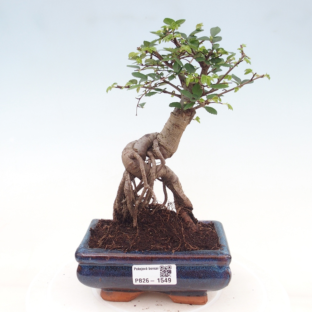 Pokój bonsai - Ulmus parvifolia - Wiąz drobnolistny