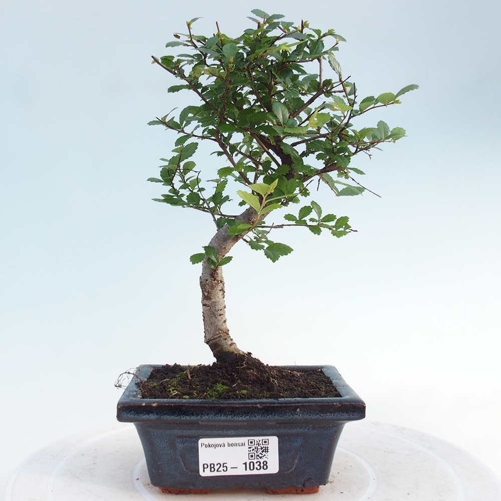 Bonsai wewnętrzne - Ulmus parvifolia - Wiąz drobnolistny