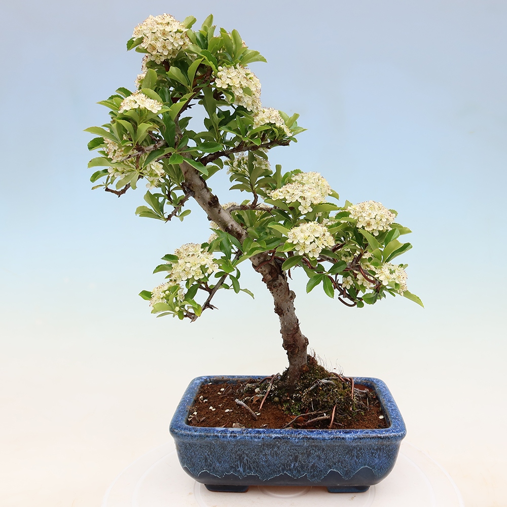 Bonsai ogrodowe – Pyracantha teton – ognik szkarłatny